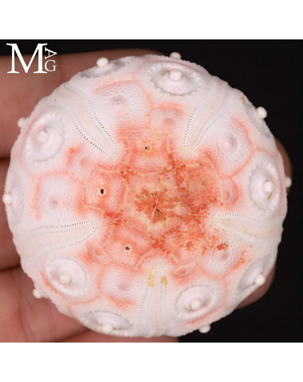 Stereocidaris Granularis Rubra