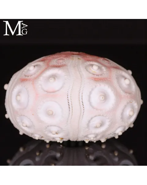 Stereocidaris Granularis Rubra