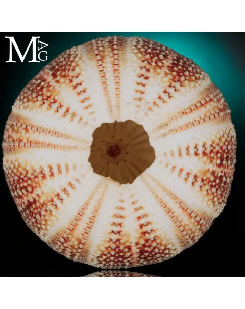 Echinus Esculentus della Cornovaglia, 119 mm