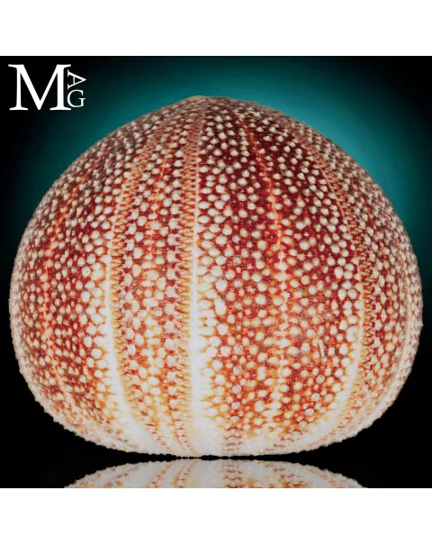 Echinus Esculentus della Cornovaglia, 119 mm