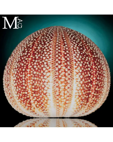 Echinus Esculentus della Cornovaglia, 119 mm