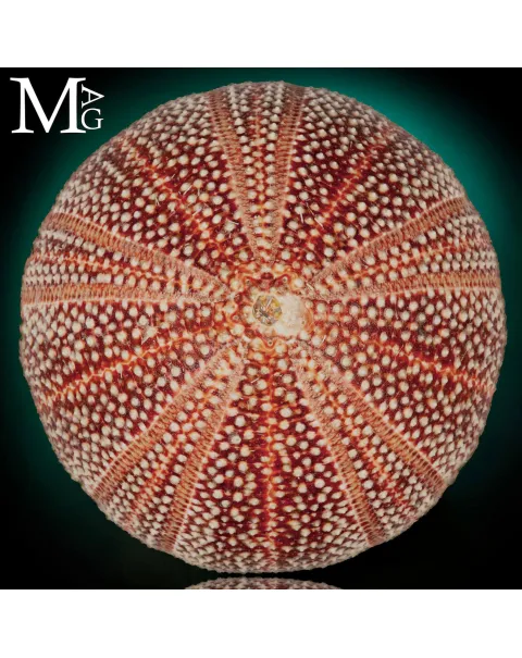 Echinus Esculentus della Cornovaglia, 119 mm