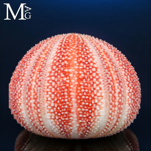Grande Riccio di Mare della Cornovaglia – Echinus Esculentus