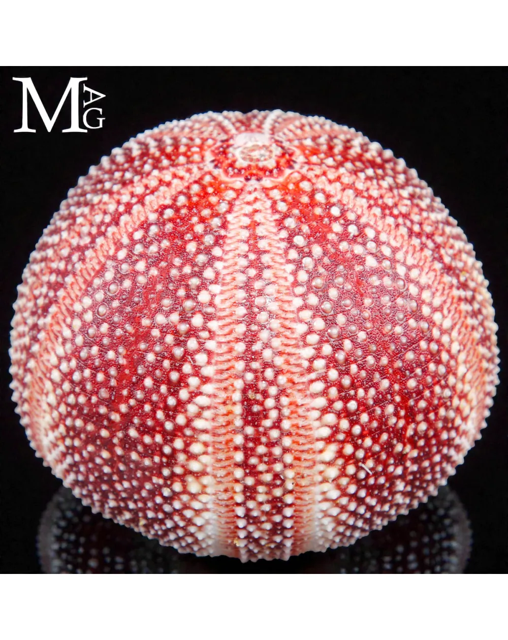 Riccio di Mare – Grande Esemplare Naturale