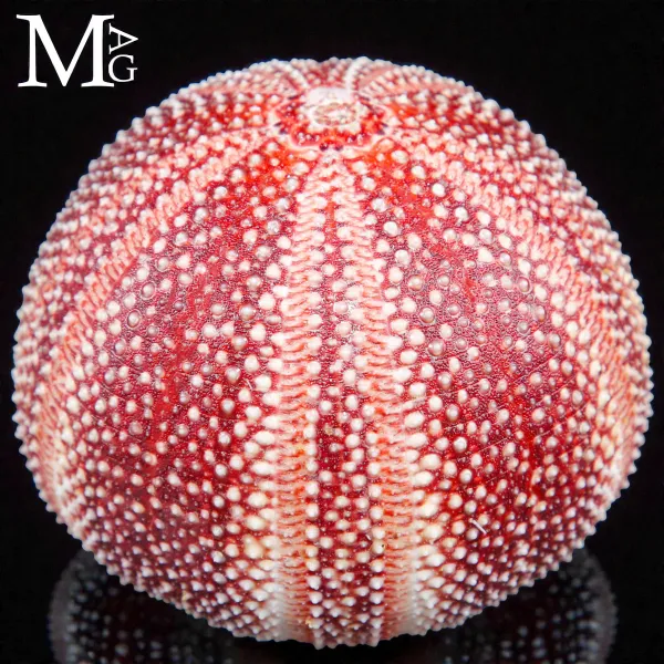 Riccio di Mare – Grande Esemplare Naturale