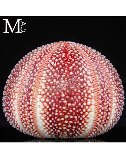 Riccio di Mare – Grande Esemplare Naturale