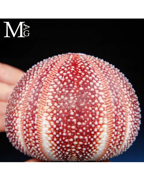 Riccio di Mare – Grande Esemplare Naturale