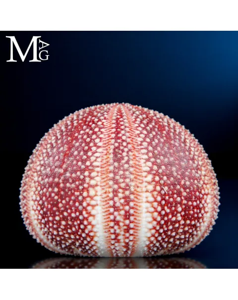 Riccio di Mare – Grande Esemplare Naturale