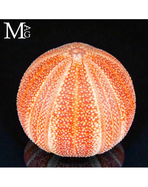 Echinus Esculentus – Grande riccio di mare Atlantico.