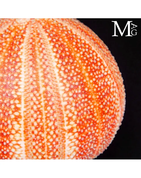 Echinus Esculentus – Grande riccio di mare Atlantico.
