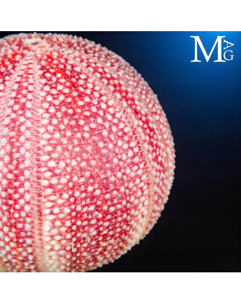 Riccio di Mare Echinus Esculentus – Grande Esemplare Naturale.