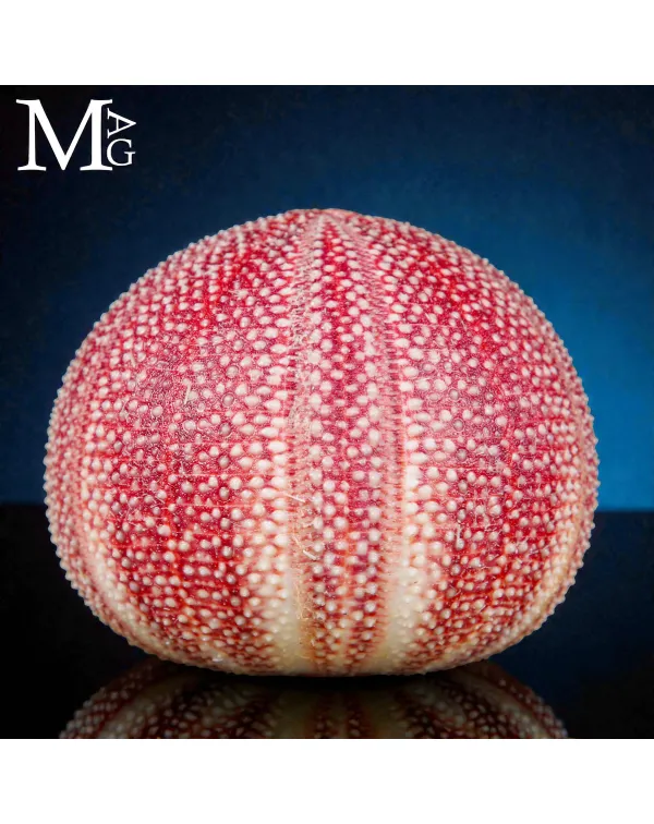 Riccio di Mare Echinus Esculentus – Grande Esemp...