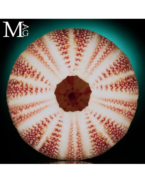 Echinus Esculentus della Cornovaglia, 115 mm