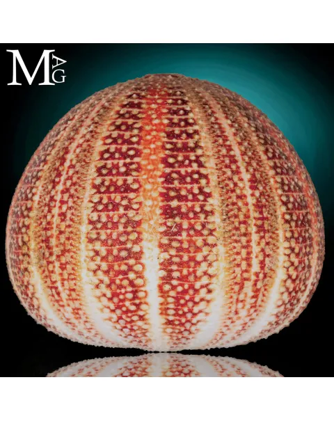 Echinus Esculentus della Cornovaglia, 115 mm