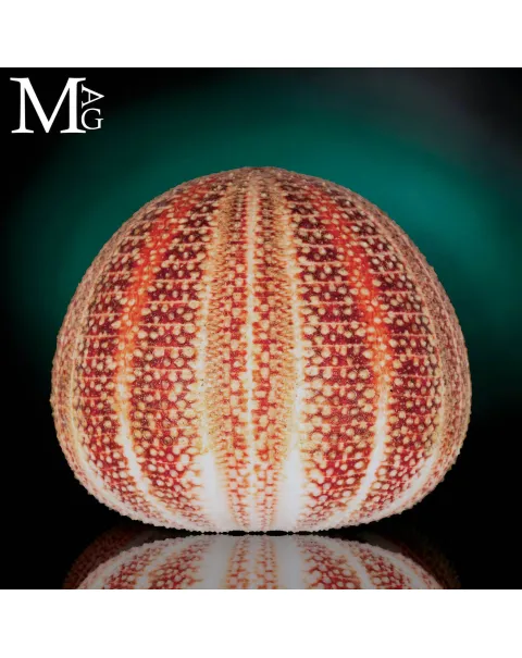 Echinus Esculentus della Cornovaglia, 115 mm