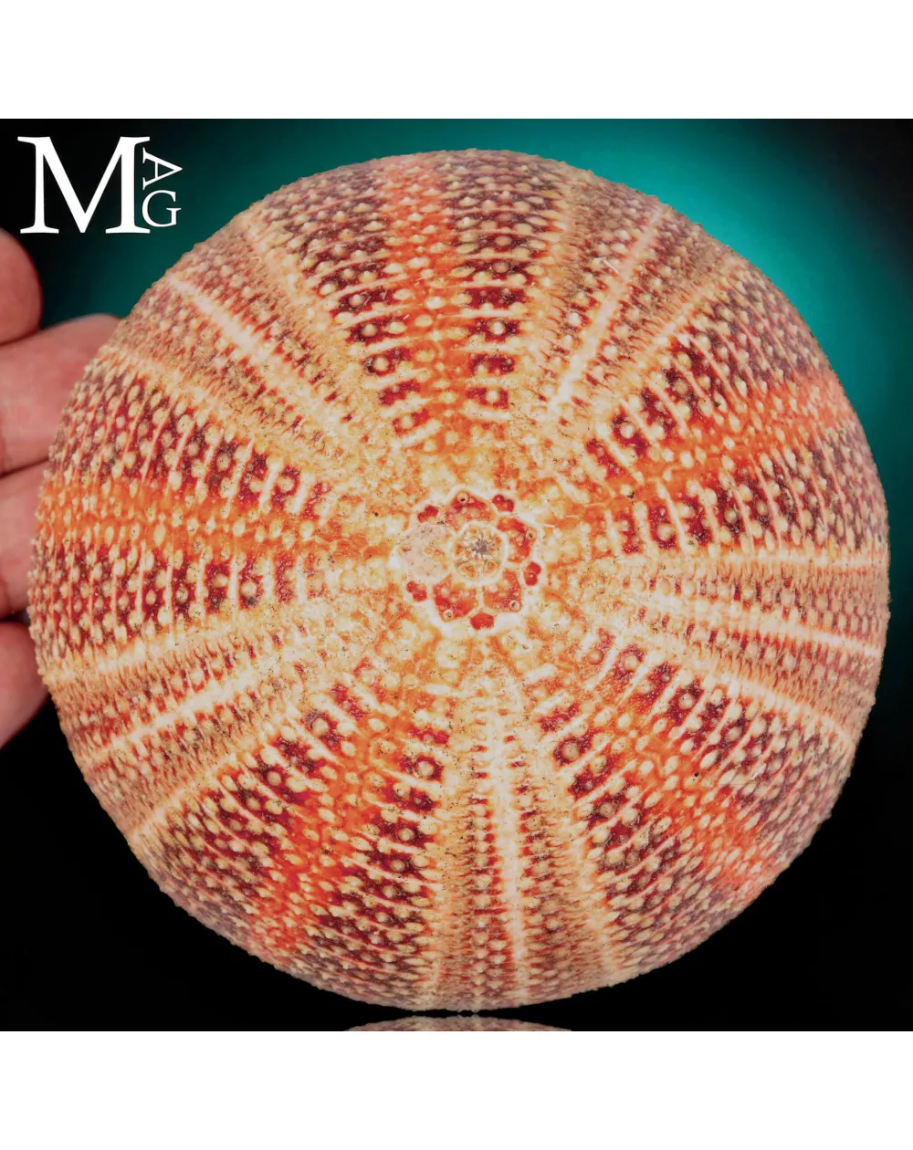 Echinus Esculentus della Cornovaglia, 115 mm