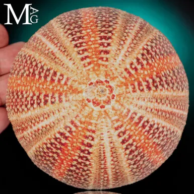 Echinus Esculentus della Cornovaglia, 115 mm