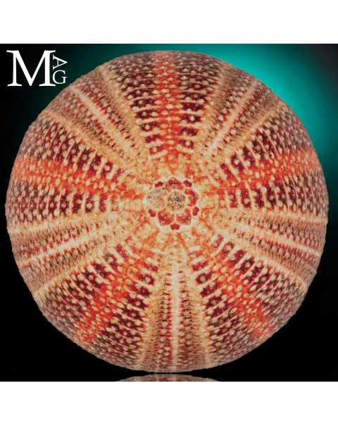 Echinus Esculentus della Cornovaglia, 115 mm
