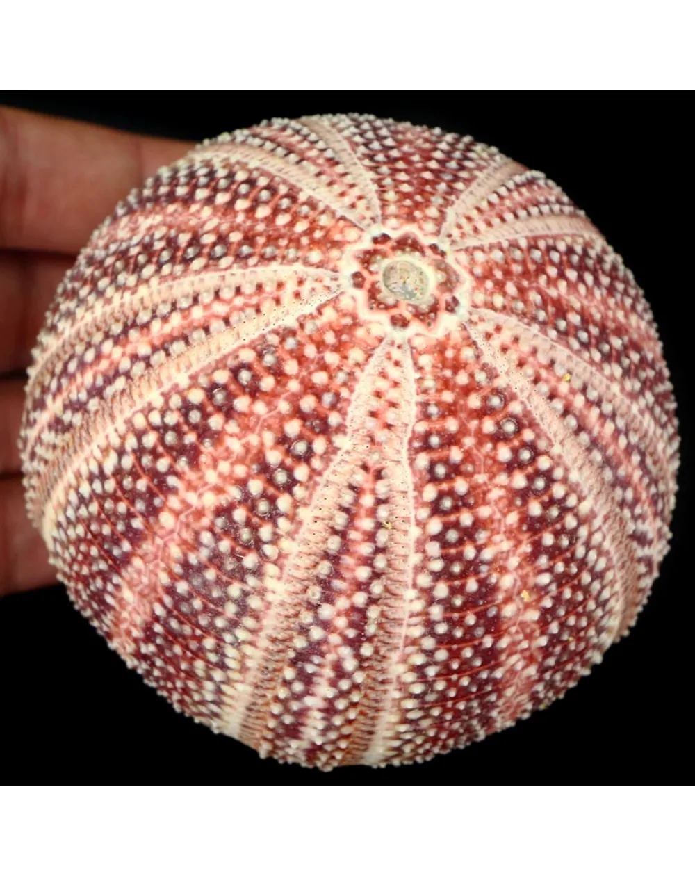 Riccio di Mare - Echinus esculentus