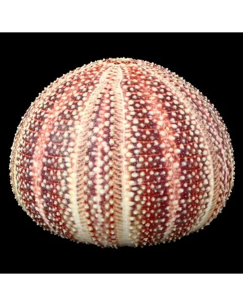Riccio di Mare - Echinus esculentus