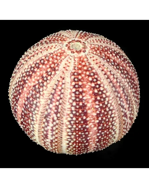 Riccio di Mare - Echinus esculentus