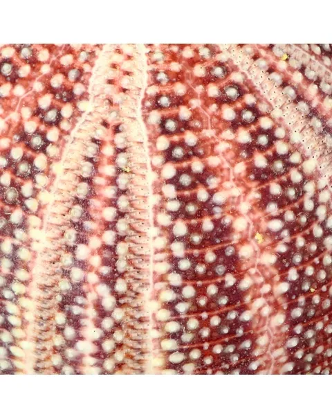 Riccio di Mare - Echinus esculentus