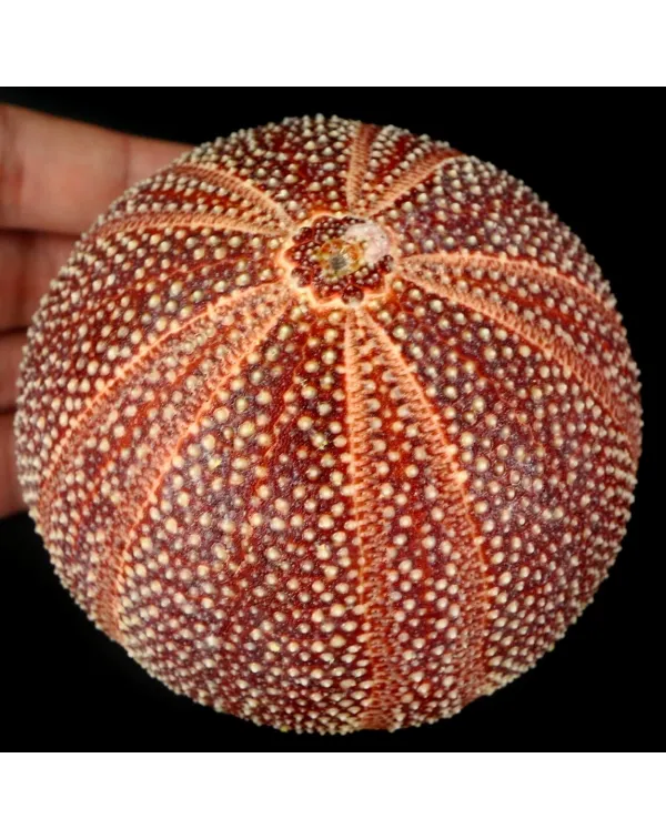 Riccio di Mare - Echinus esculentus