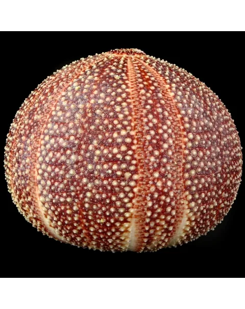 Riccio di Mare - Echinus esculentus