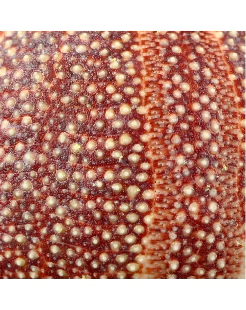 Riccio di Mare - Echinus esculentus