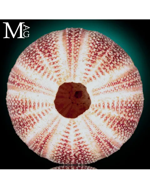 Riccio di Mare - della Cornovaglia, 125 mm