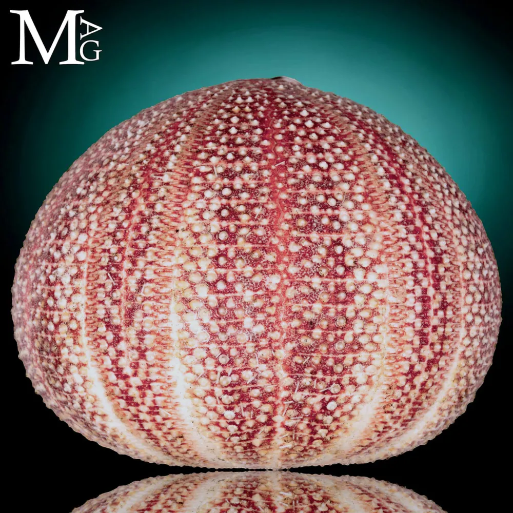 Riccio di Mare - della Cornovaglia, 125 mm