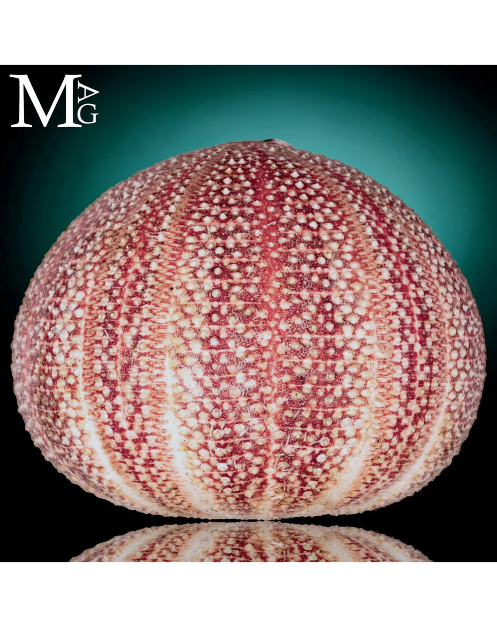 Riccio di Mare - della Cornovaglia, 125 mm