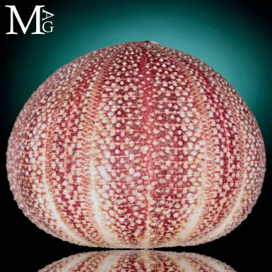 Riccio di Mare - della Cornovaglia, 125 mm