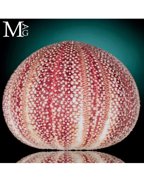 Riccio di Mare - della Cornovaglia, 125 mm