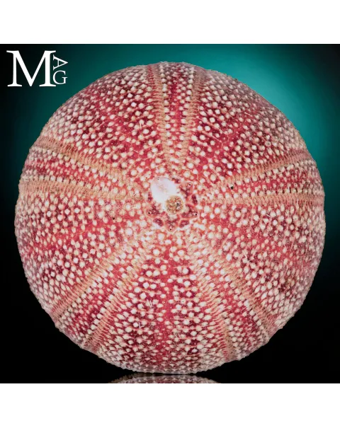 Riccio di Mare - della Cornovaglia, 125 mm