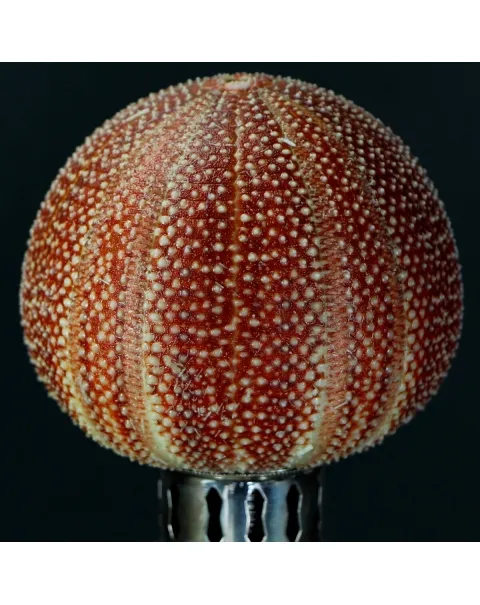 Lampada Riccio di Mare
