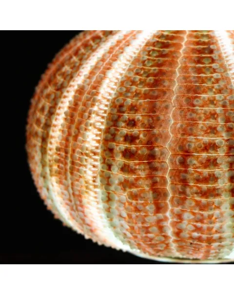 Lampada Riccio di Mare