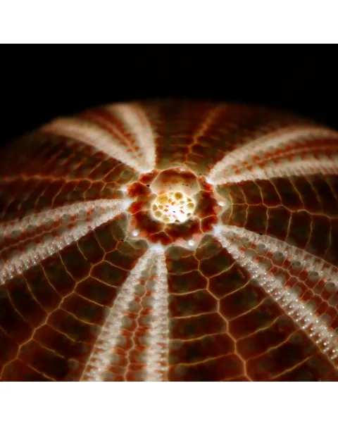 Lampada Riccio di Mare