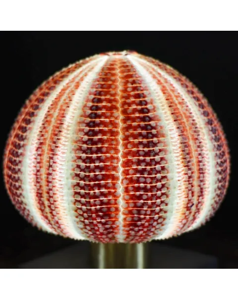 Lampada Riccio di Mare