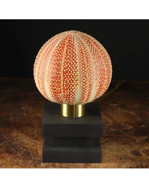 Lampada Riccio di Mare