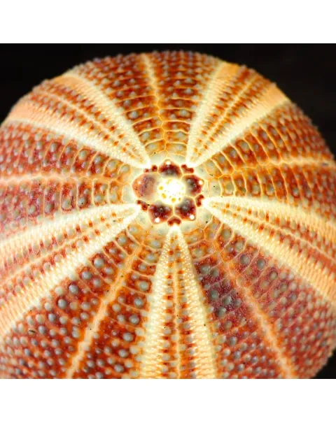Lampada Riccio di Mare