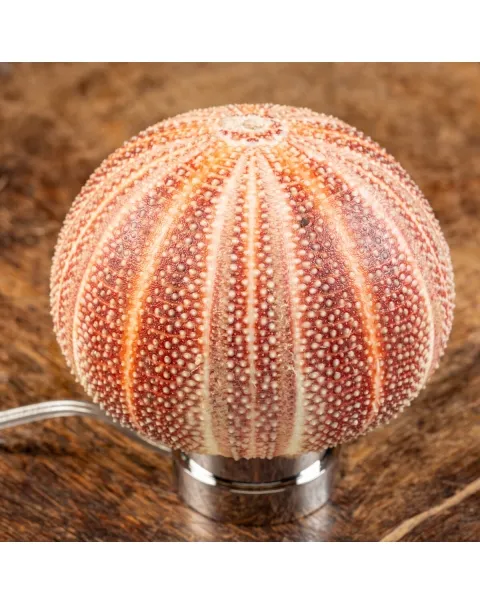 Lampada Riccio di Mare