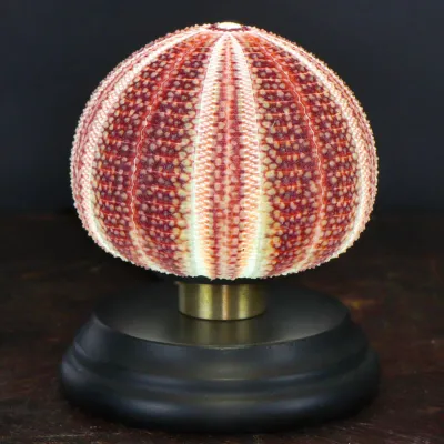 Lampada Riccio di Mare