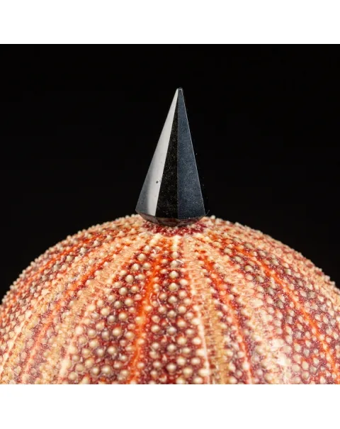 Coppia Lampada Riccio di Mare