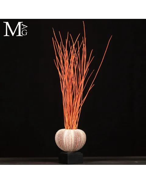 Decorazione Marina – Riccio e Gorgonia
