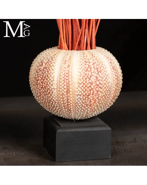 Riccio Marino con Gorgonia Ellisella.
