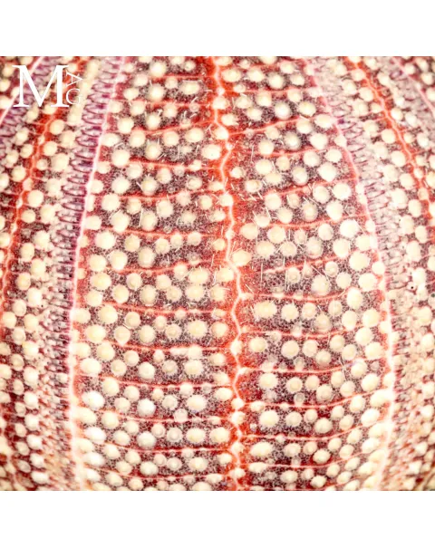 Grande Riccio Marino Decorativo.
