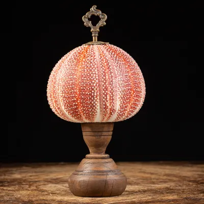 Riccio di Mare - Echinus esculentus 