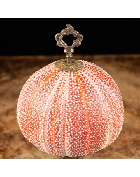 Riccio di Mare - Echinus esculentus 