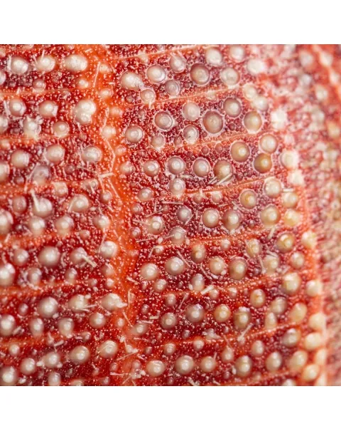 Riccio di Mare - Echinus esculentus 